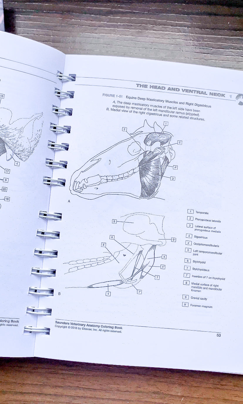 Anatomía Veterinaria para colorear