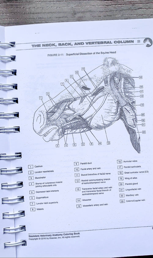 Anatomía Veterinaria para colorear