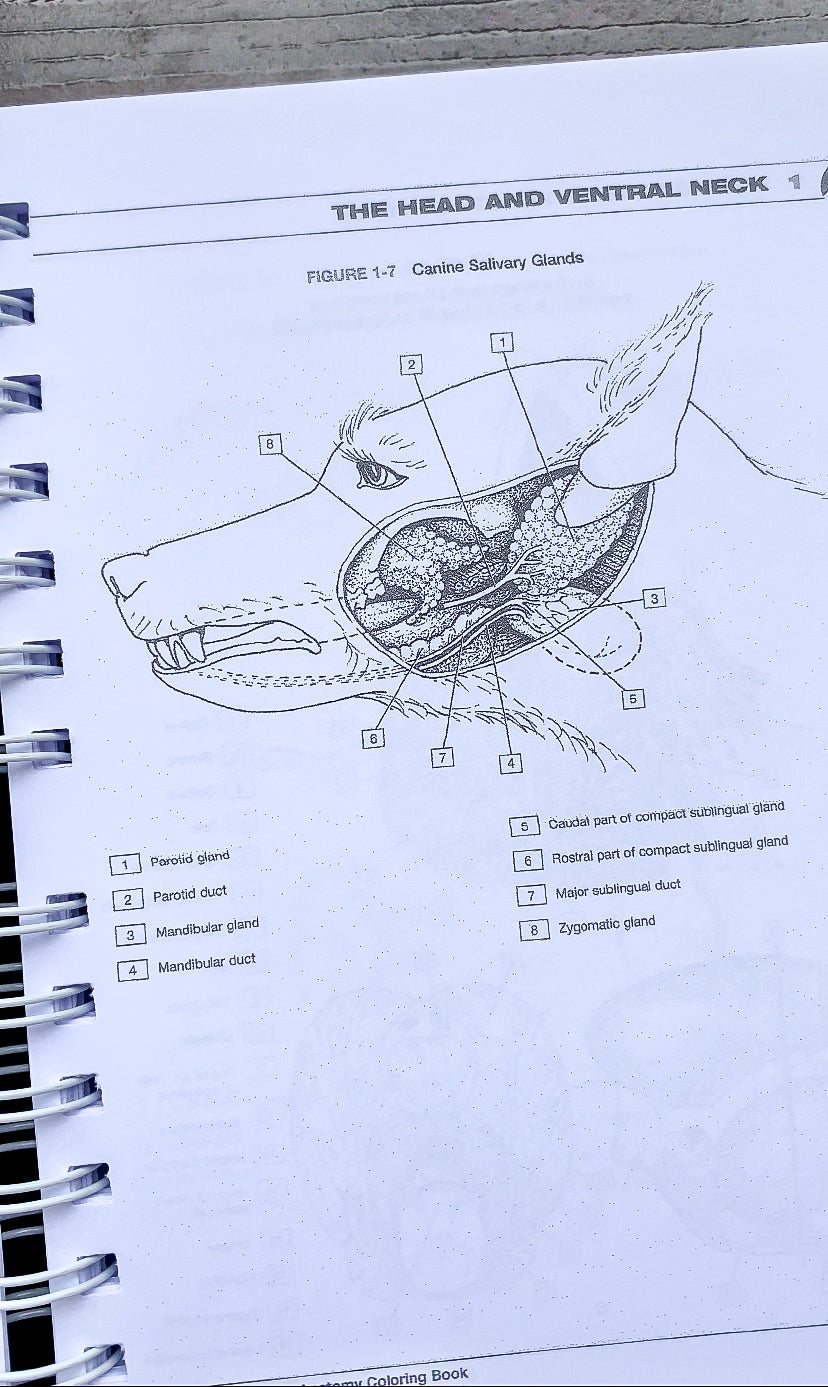 Anatomía Veterinaria para colorear