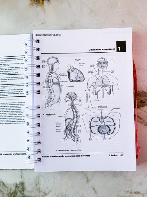 Cuaderno de Anatomía para Colorear