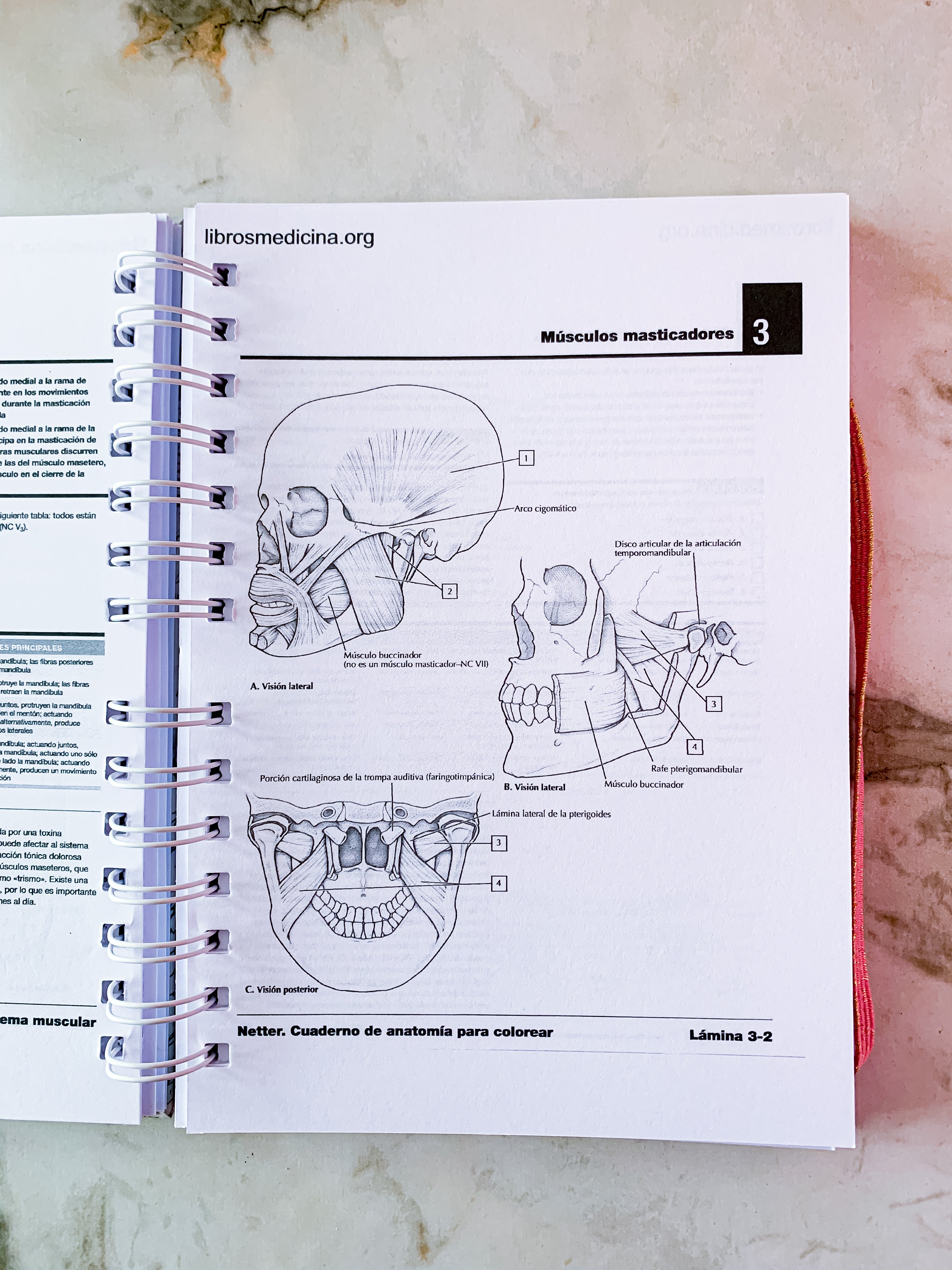 Cuaderno de Anatomía para Colorear